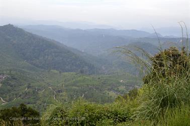 Munnar, Tea Plantations_DSC5813_H600